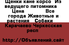 Щенки кане корсо! Из ведущего питомника! › Цена ­ 60 000 - Все города Животные и растения » Собаки   . Карачаево-Черкесская респ.